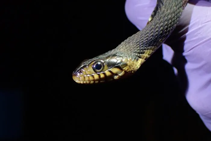 Wild snakes at risk of infection