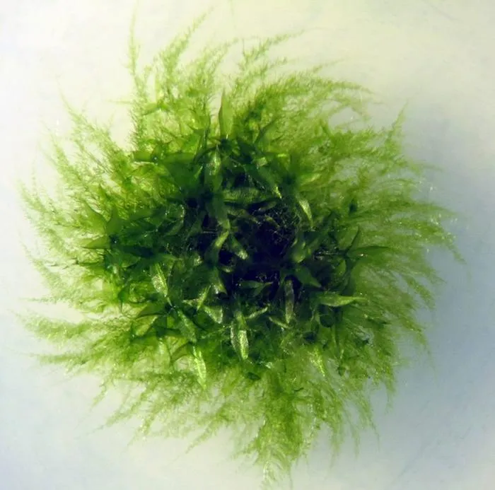 Moss