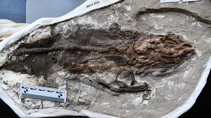 Fish Fossil