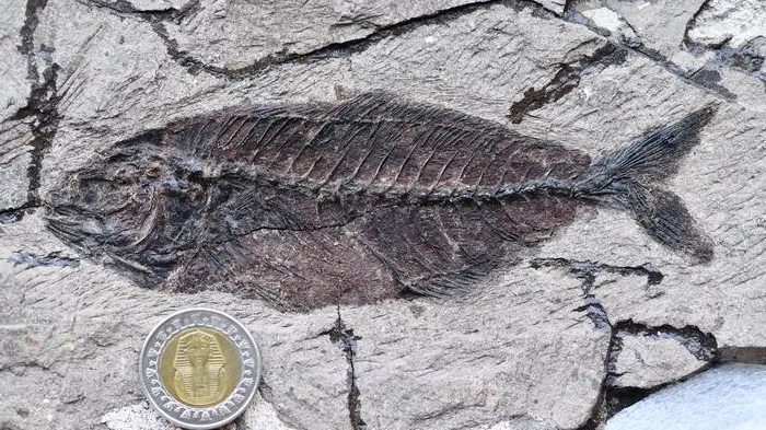 Fish Fossil