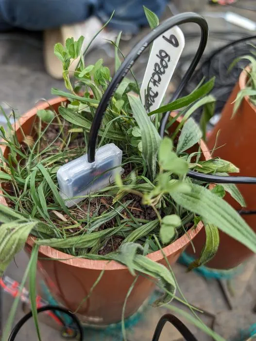 Sensor in a soil sample