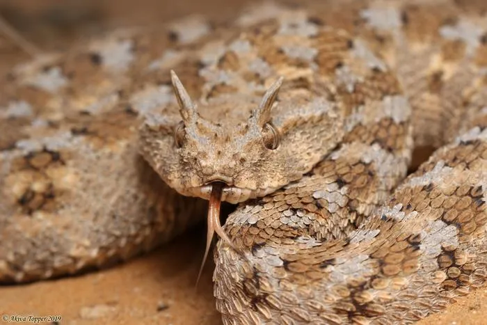 Desert Horned Viper (Cerastes cerastes)