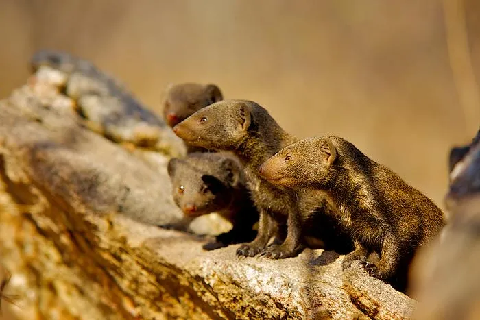 Group of dwarf mongooses under threat from a rival group
