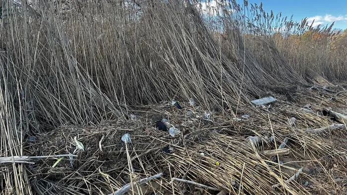 Floating litter extends over Chesapeake Bay, the largest estuary in the United States