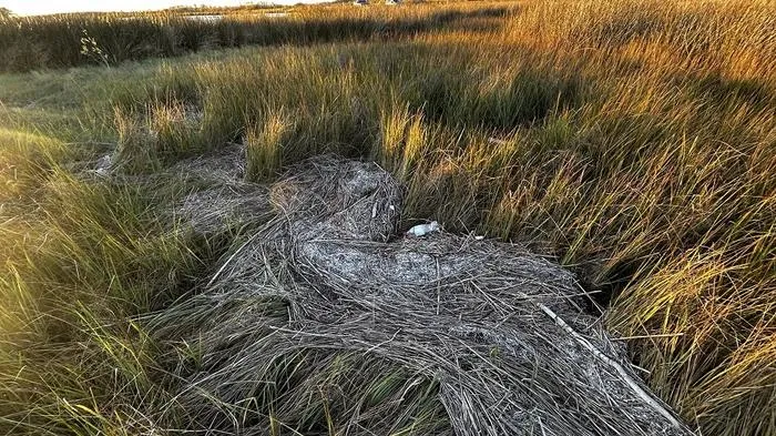 Floating litter extends over Chesapeake Bay, the largest estuary in the United States