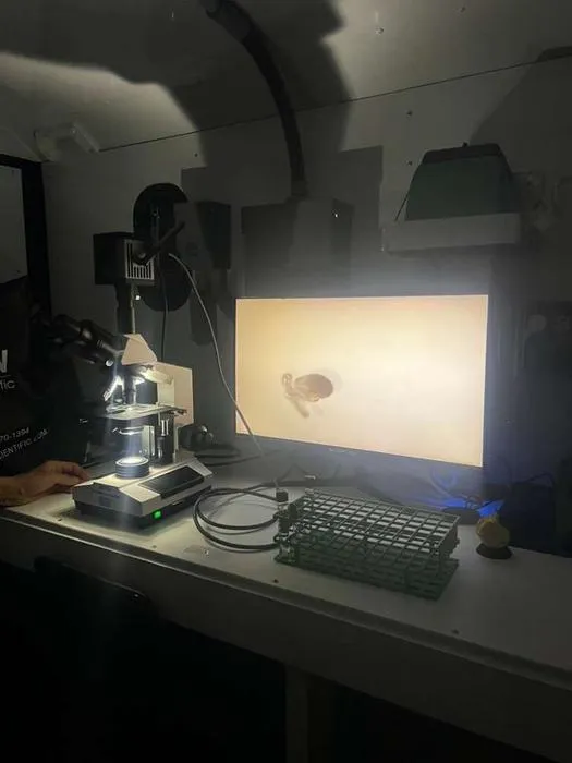 Queen Conch Microscope