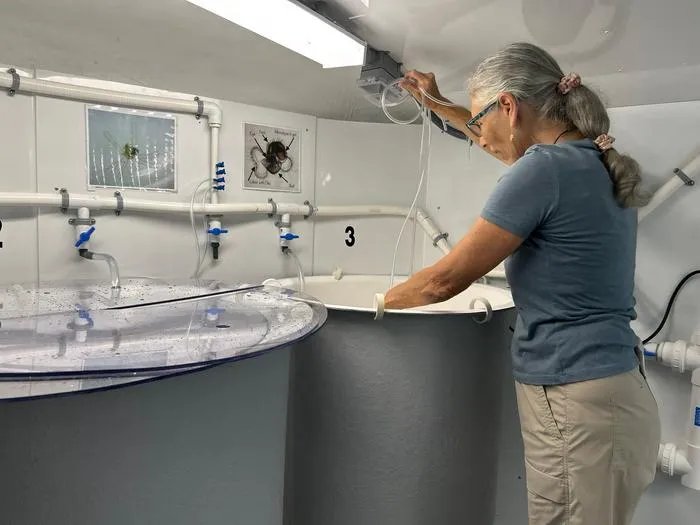 Conch Aquaculture