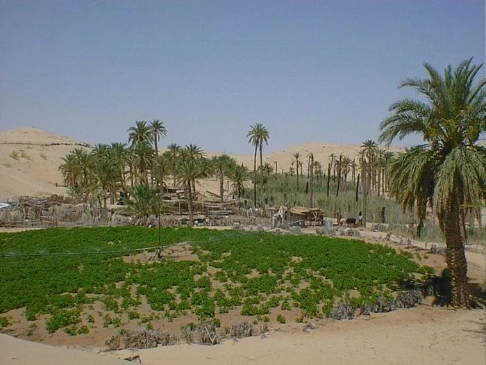 The Ghout oasis system near El Oued in Algeria