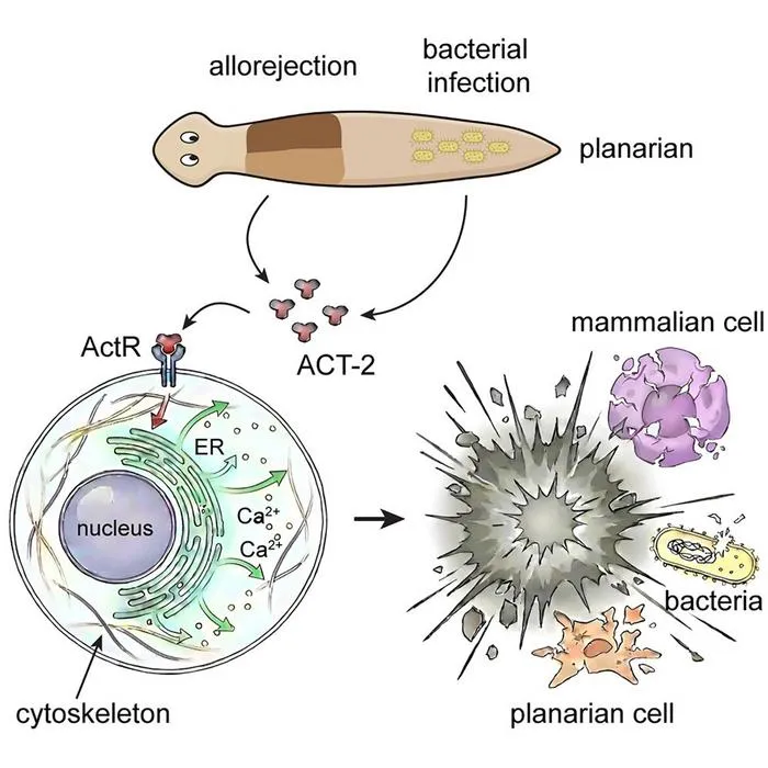 graphical abstract of ruptoblasts