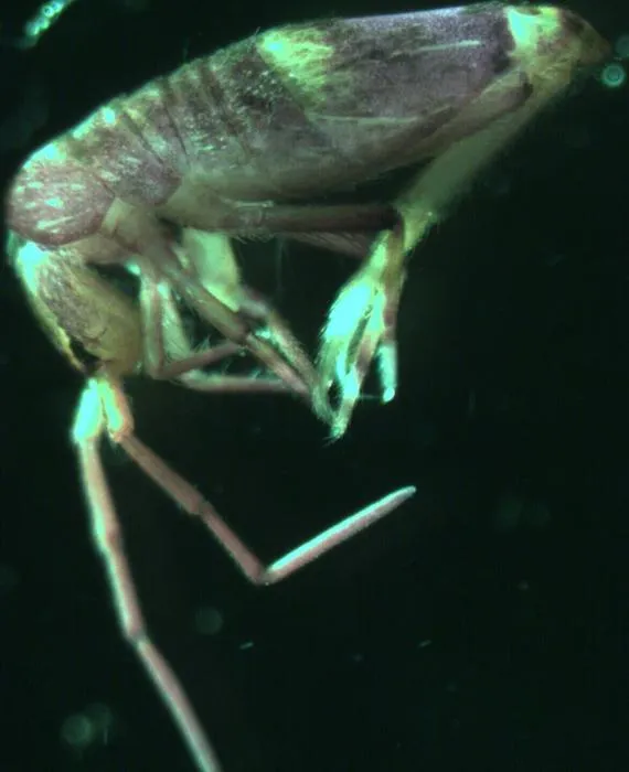 Habitus of Lepidosira guilinensis