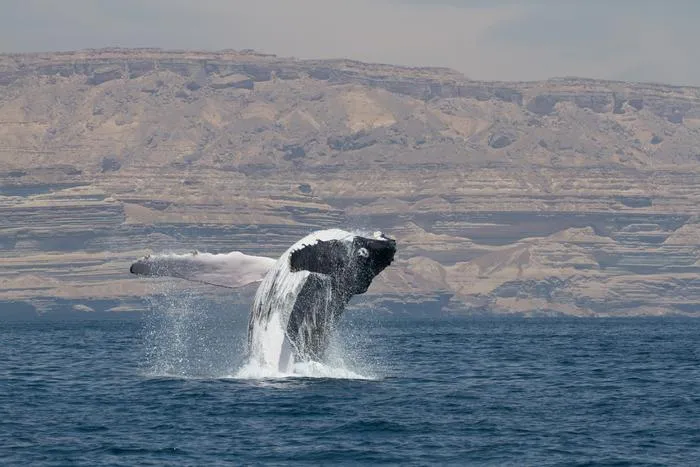 Humpback whale