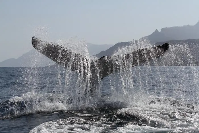 Arabian humpback whale fluke