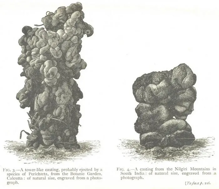 Drawings of earthworm poo from Darwin’s 1881 publication