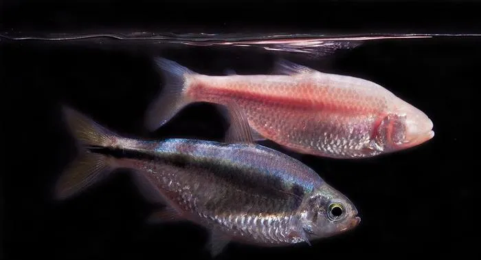 Cavefish