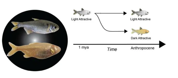 Cavefish Illuminate Brain Evolution