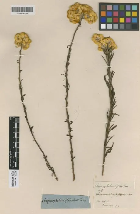 Hidden botanical treasures in war-torn Kyiv need global support