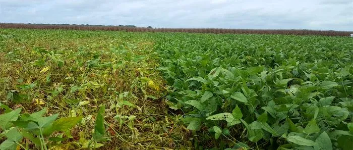 Soybean nematode damage