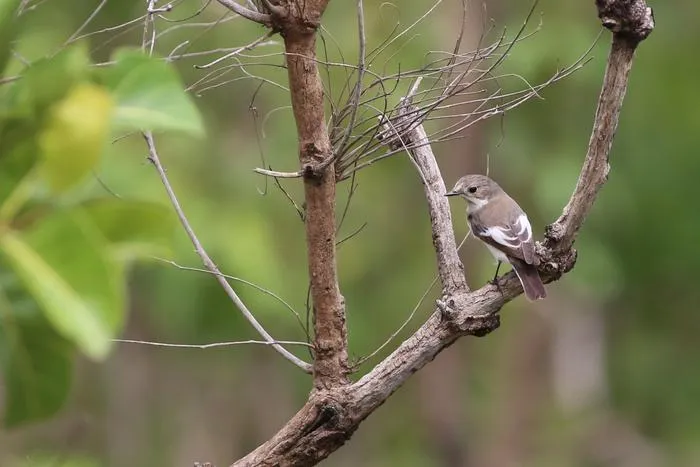 Pied flycatcher in Yvory Coast