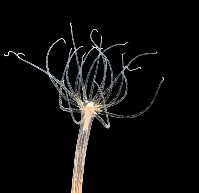 Nematostella vectensis sea anemones in the lab