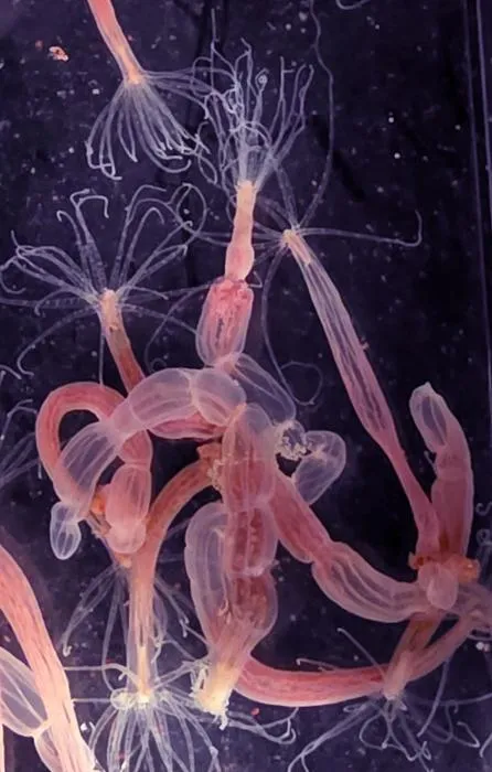 Nematostella vectensis sea anemones in the lab
