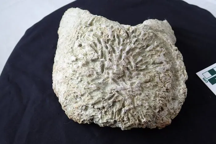 New discoveries on titanosaur remains from the Lo Hueco site in Spain