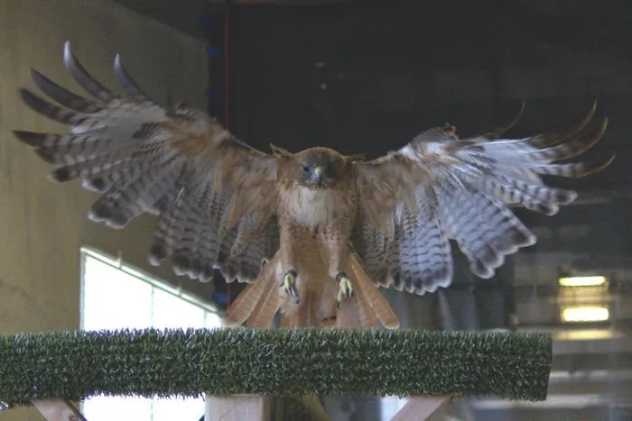 Red-tailed hawk Jack