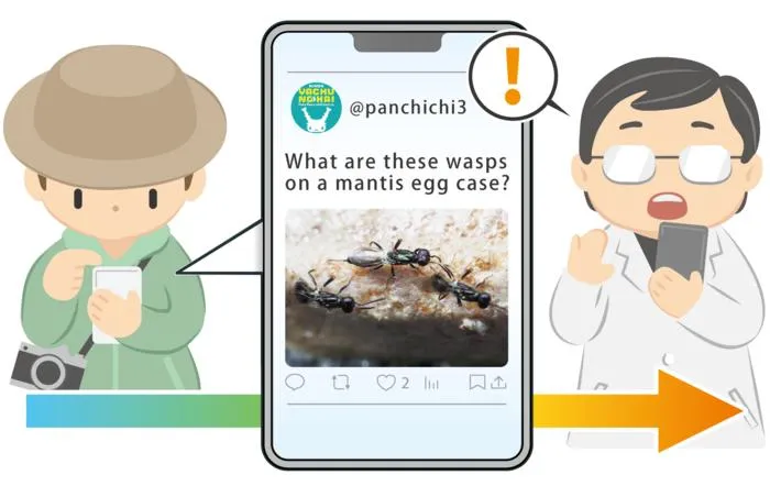 How a Twitter Post Discovered a New Wasp in Fukuoka, Japan
