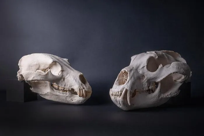 Skulls of brown bears