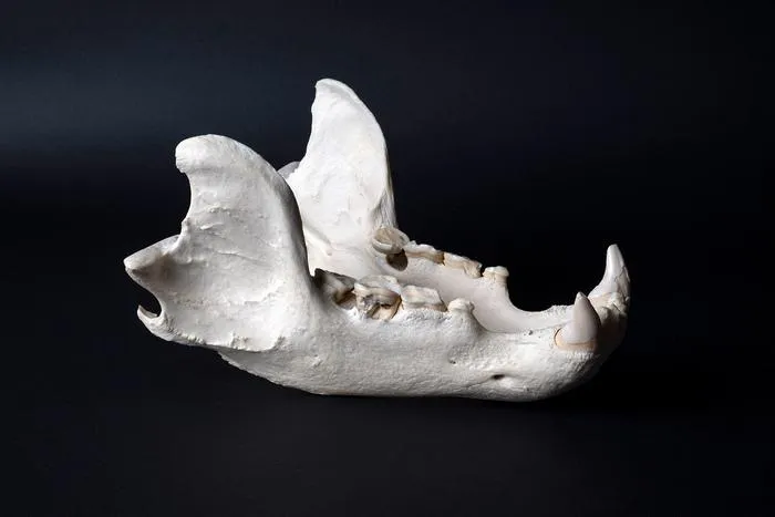 Lower jaw of a Syrian brown bear