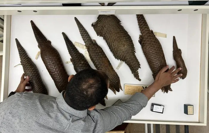Anderson in collections