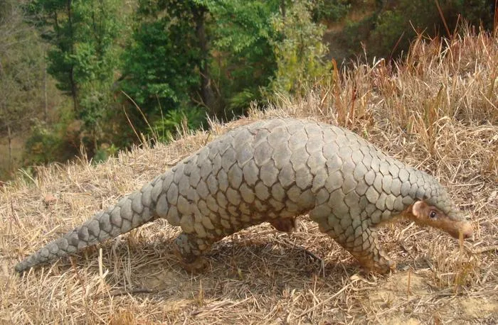 Pangolin 2