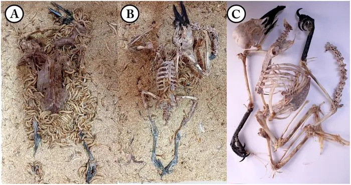 A practical and safe alternative method for skeletal cleaning for museum specimens using superworms (Zophobas morio)