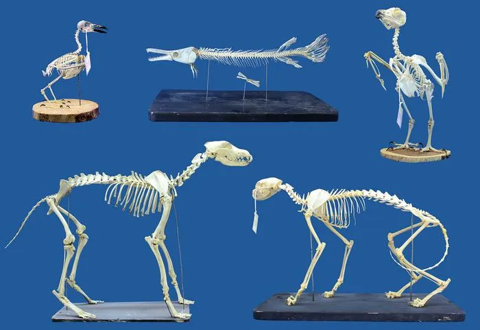 A practical and safe alternative method for skeletal cleaning for museum specimens using superworms (Zophobas morio)