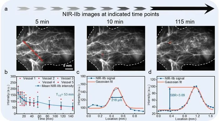 Figure 3 | In vivo evaluation of Er@50Yb@ICG@DSPE-PEG2000 nanoprobes