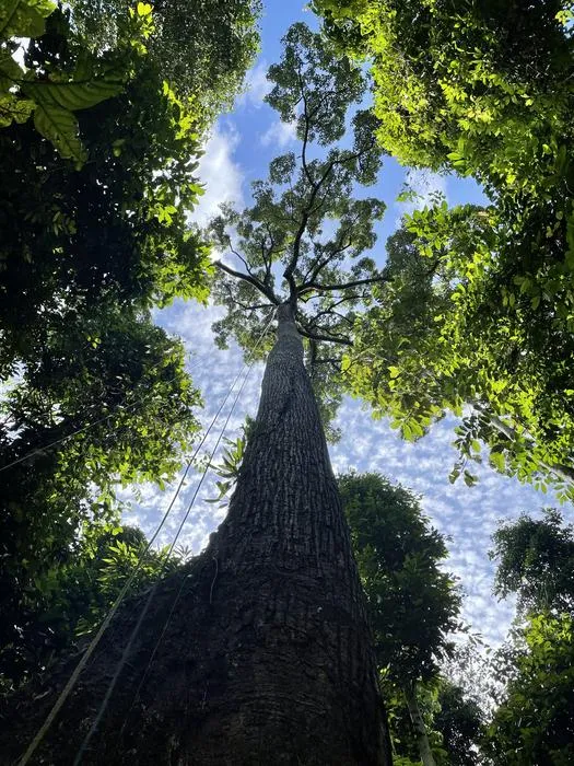The study helps us understand the role of this little-studied type of vegetation in climate change