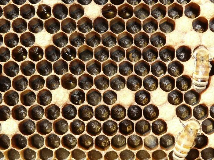 bee in hive comb cells