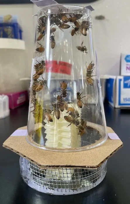 nanocolony of bees in lab