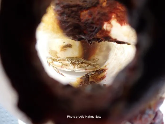 A large, live swimming crab entrapped inside the HDPE bottle