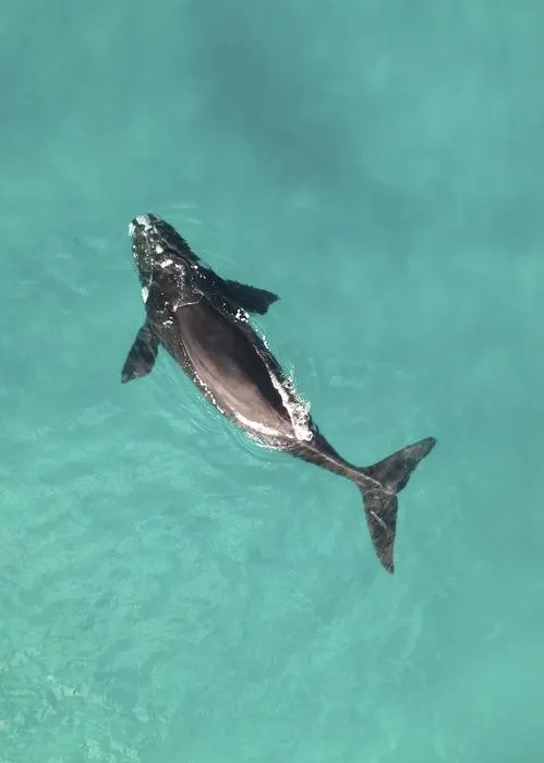 Southern right whale