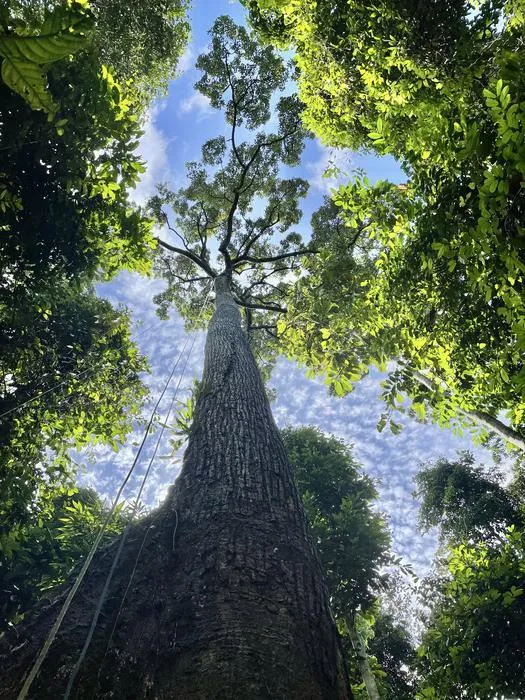 A 57m tall Dipterocarp tree