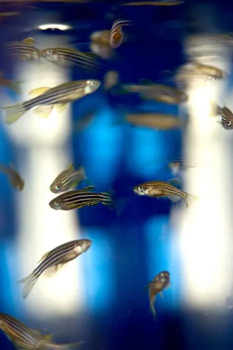 Zebrafish Yaksi