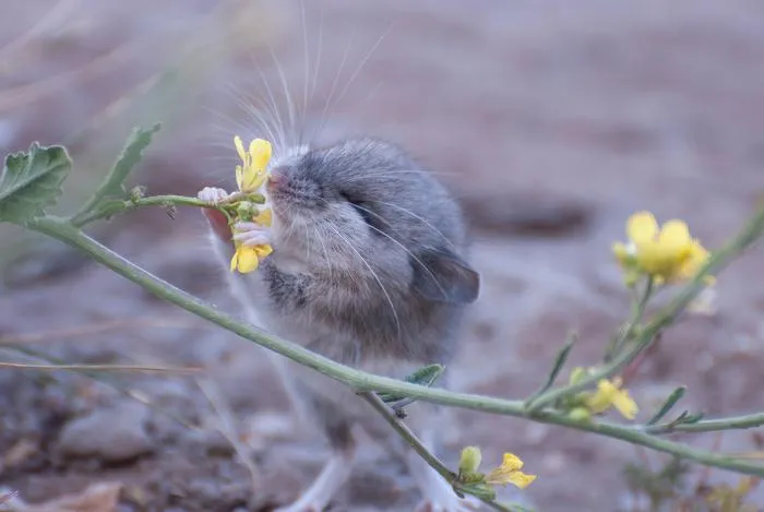 Mouse appears to sniff a flower