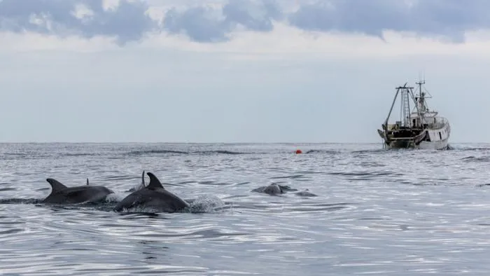 A group of bottlenose dolphins follow a bottom otter trawler in the waters of Marche, Italy