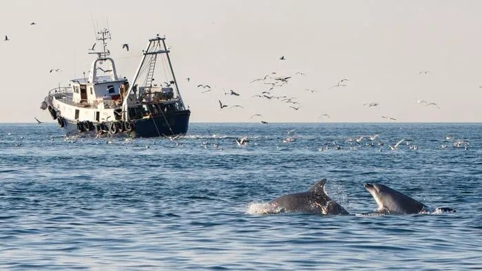 Two bottlenose dolphins follow a midwater trawler in the waters of Veneto, Italy