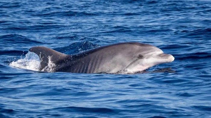 Bottlenose dolphin in the Adriatic Sea