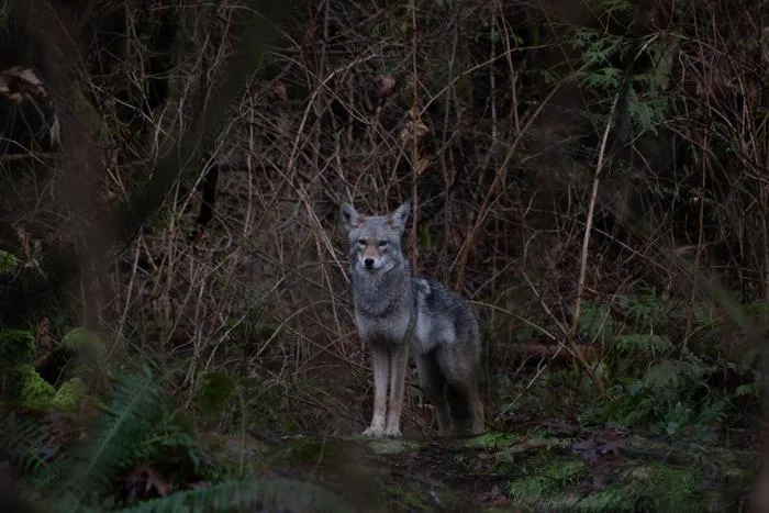 A coyote by the Hollow Tree in Stanley Park