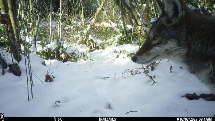 A coyote on Langara Trail by the Langara golf course