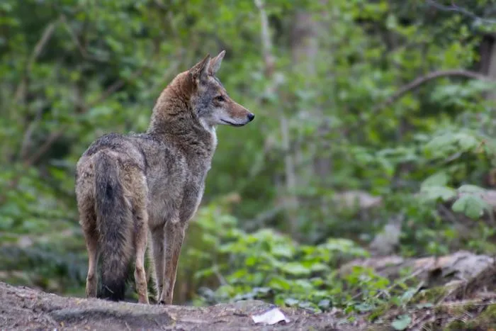 A coyote at Jericho Beach Park