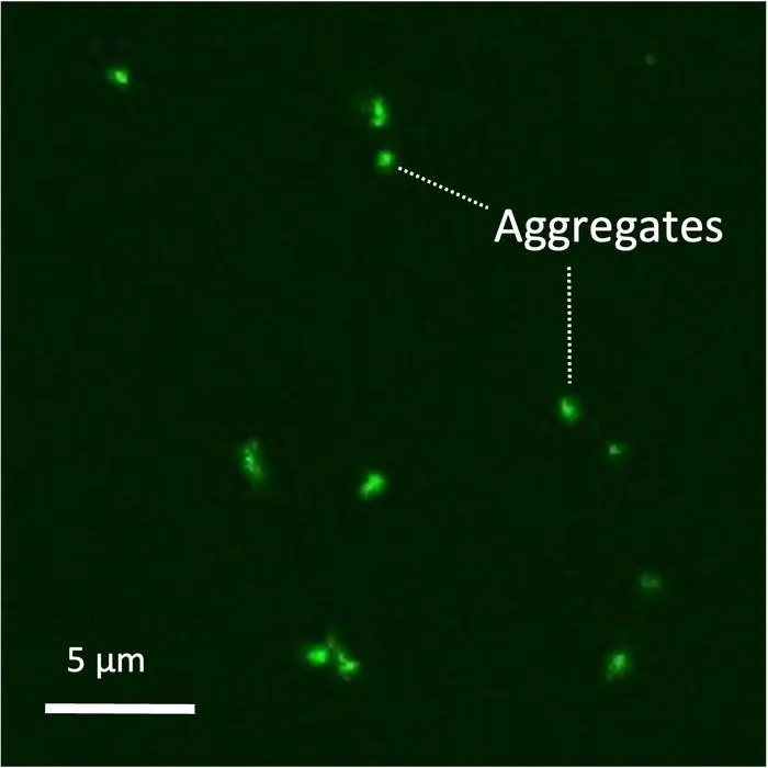 Fluorescence imaging of aggregated monomer in triolein