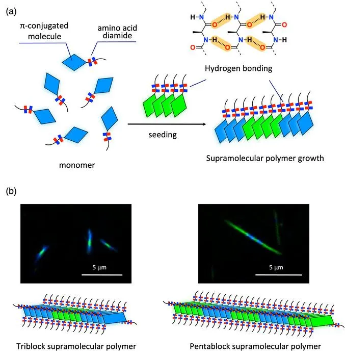 Illustration and imaging of polymerization between different monomers